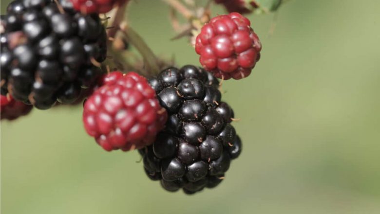 Marionberry vs Blackberry: Hva er forskjellen?